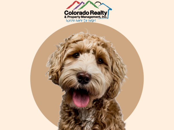 Emotional Support Animals: What Landlords Need to Know