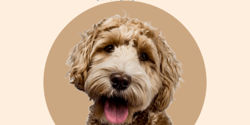 Emotional Support Animals: What Landlords Need to Know